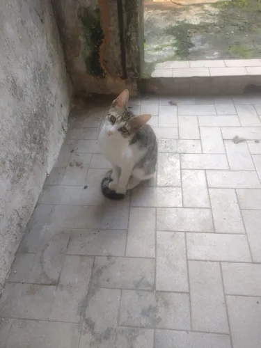 Doação de gatos 