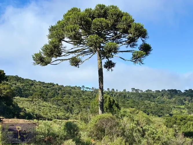 Área Rural para Venda em São Joaquim, Perico
