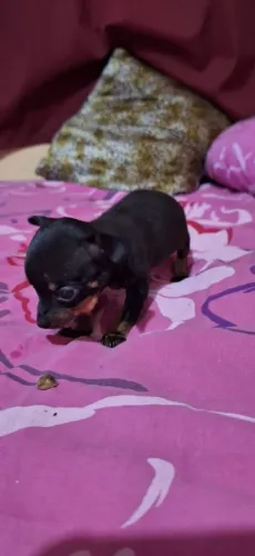 Pinscher miniatura original com pedigree canil registrado 