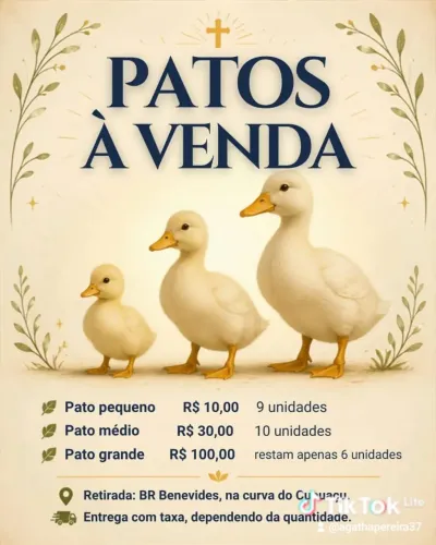 Patos caipira 100 grande, pequeno 30 de duas semanas 10.
