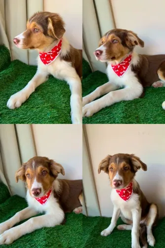 Border collie machos 