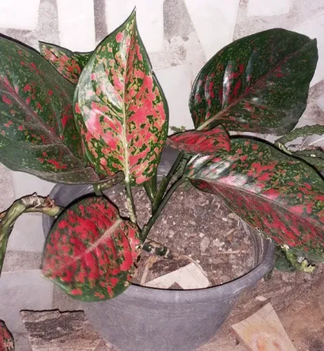 Plantinhas Desapego Urgente