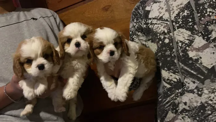 Cavalier fêmea e machinho entrego