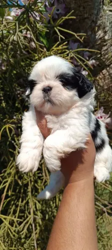 Shihtzu machinho filhote