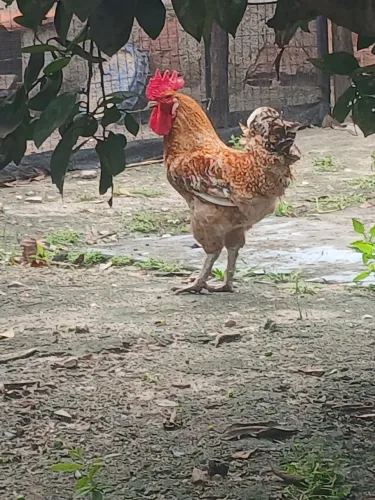 Galo de grande porte