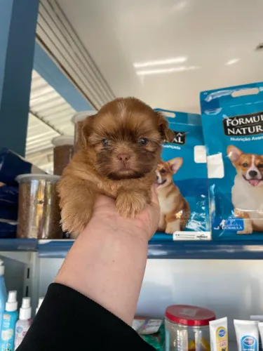 Shih tzu macho linhagem chocolate dos olhos azuis $1.400,00