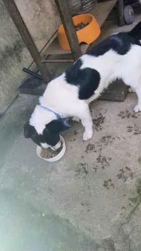 doação de cachorro de pequeno porte