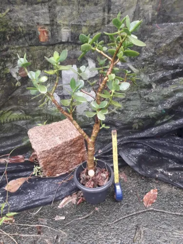 Muda de Jade grande - Suculenta - Porto Alegre RS