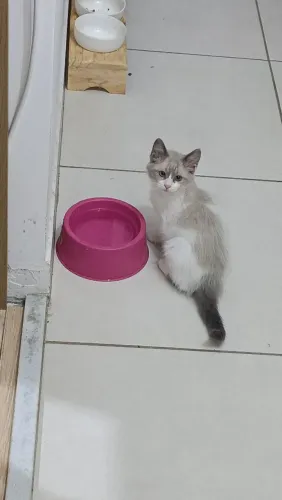 Linda gatinha para adoção 