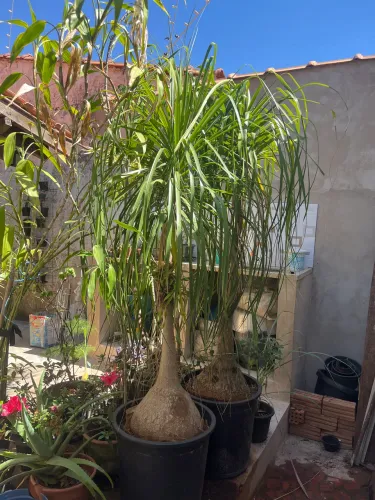 Plantas adultas já formadas, em vasos:
