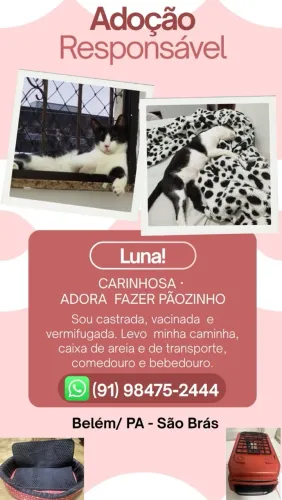Adoção gatinha fêmea