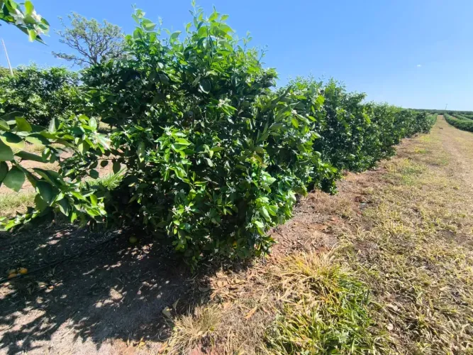 fazenda de laranja vende em franca 42 hs, 150.000 pés de cafe irrigado