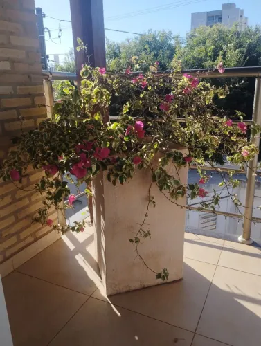 Vasos grandes com plantas à venda
