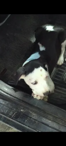 Pit Bull