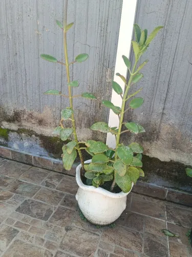 Planta