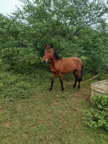 Animal ,Cavalo