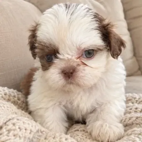Shitzu Shih Tzu Fêmea olhos claros