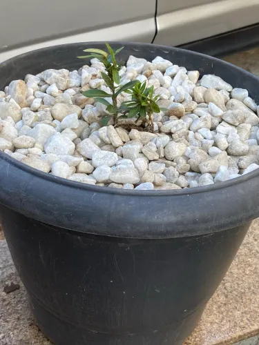 Vaso com muda de Ixora