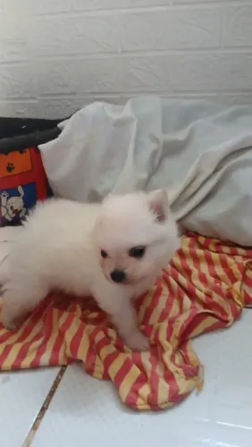 Vende-se filhote de Spitz macho