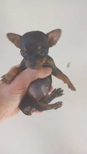 Mini pinscher