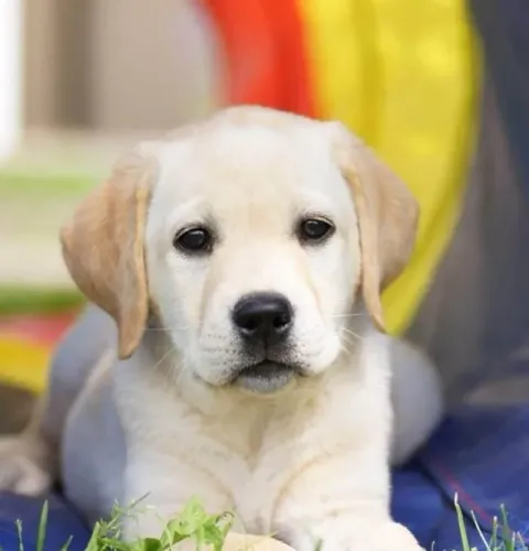 Labrador Carinho que se revela nos detalhes