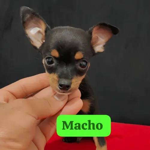 Pinscher com 55 dias com vacinação 