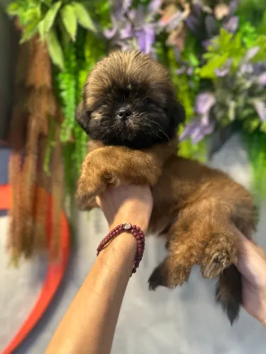 Perfeito e lindo Shitzu macho 