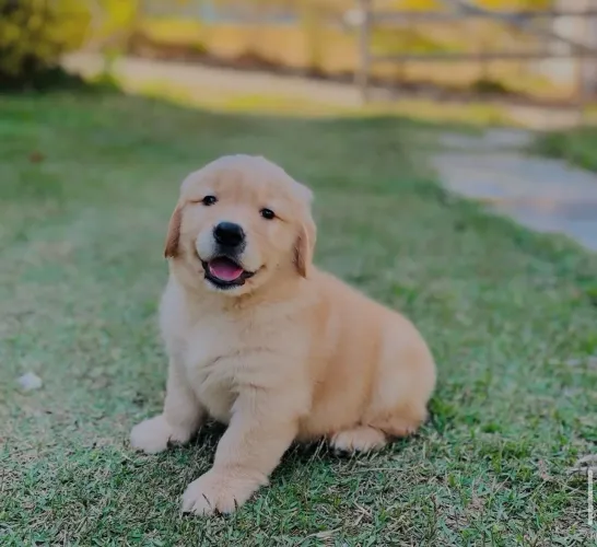 Golden com pós venda é atestado