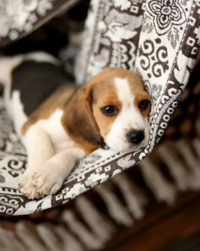 BEAGLE ENCANTADOR