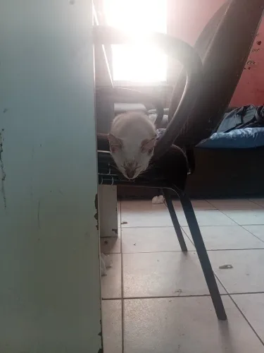 Gato filhote, 3 meses