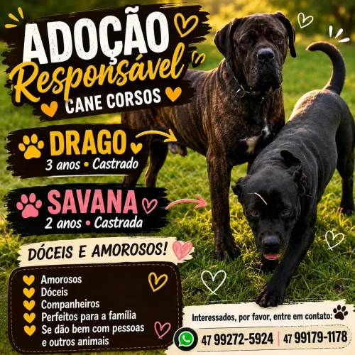 Doação de um casal de Cane Corso 