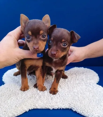 Pinscher Chocolate Exclusivo
