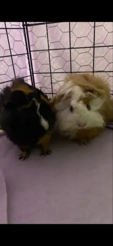 2 Porquinhas da índia Fêmeas
