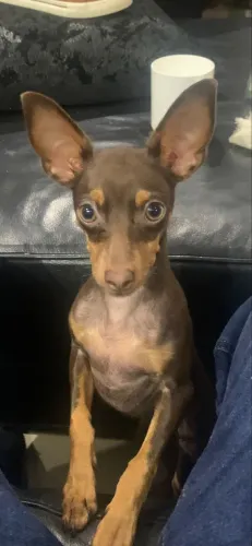 Pincher 