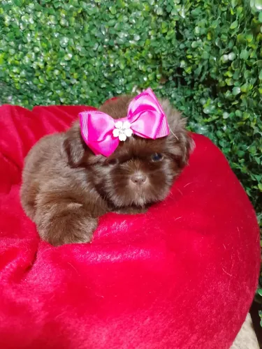 Shih Tzu com perfil para companhia diária