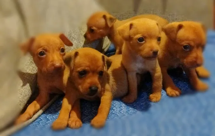 Vendo filhotes de pinscher