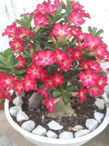 Rosa do deserto 