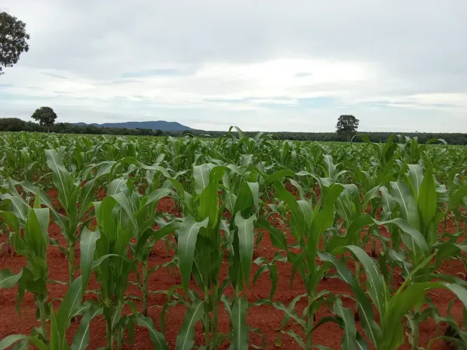 Fazenda a venda, Oportunidade em Talismã- To