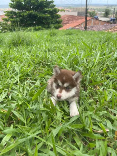 Vende-se filhote de husky siberiano