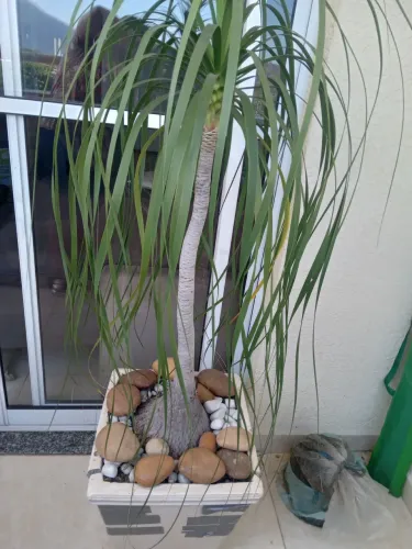 Planta pata de elefante
