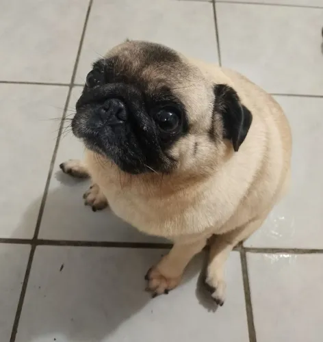 Casal de Pug