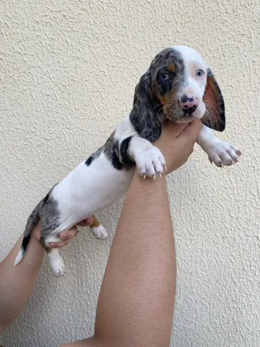 Filhote de Cofap (Daschund, Teckel, Basset) fêmea arlequim! Disponível!