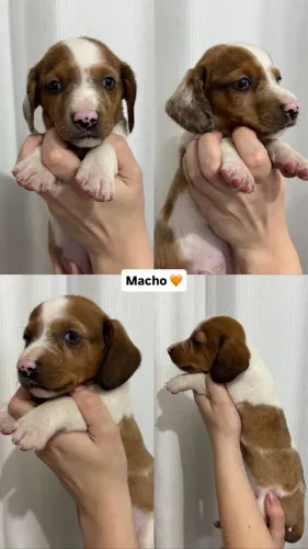 Salsichinha Dachshund 