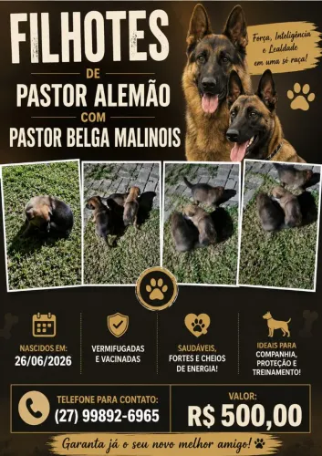 Vende-se filhotes de Pastor Alemão e Pastor Belga Malinois 