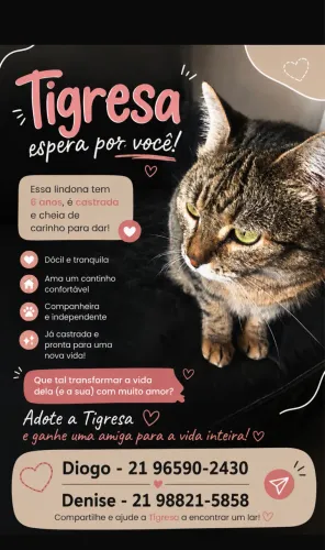 Doação gatinha linda 