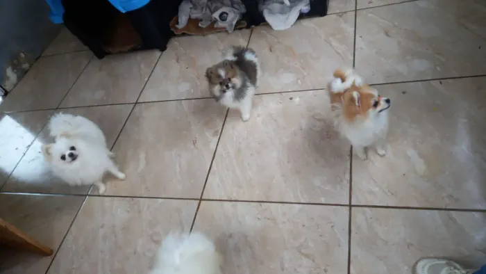 LULU DA POMERANIA