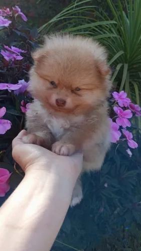 Filhote Macho Spitz Alemão Mini Anão