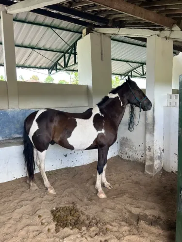 Cavalo Manga-larga marchador