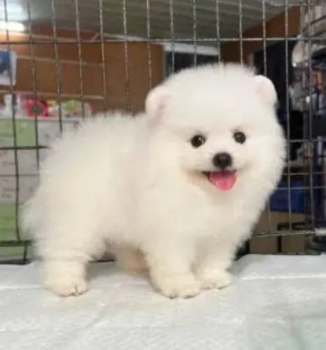 Lulu da Pomerânea Filhotes Altamente Selecionados.