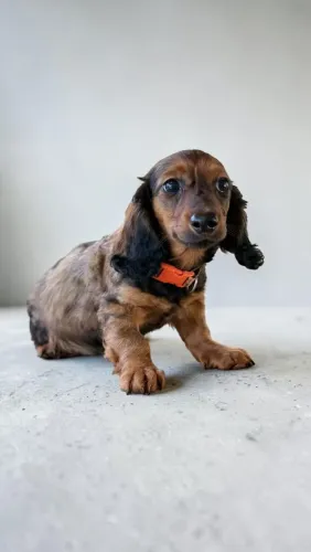 Daschund pelo longo